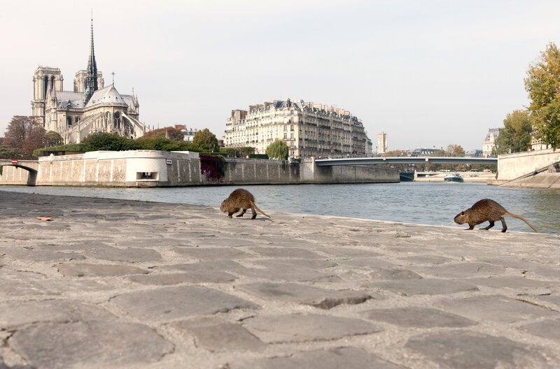 Entlang der Wasserwege haben sich Nutrias angesiedelt. Dieses Pärchen stammt von Tieren ab, die im 19. Jahrhundert aus Amerika für die Pelzgewinnung importiert wurden. – Bild: RTL /​ BORÉALES /​ Terra Mater + Pascal Goet