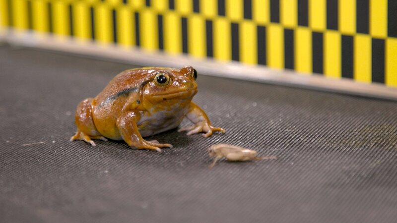 A Tomato Frog in the Testing Area. – Bild: Animal Planet /​ Discovery Communications, LLC