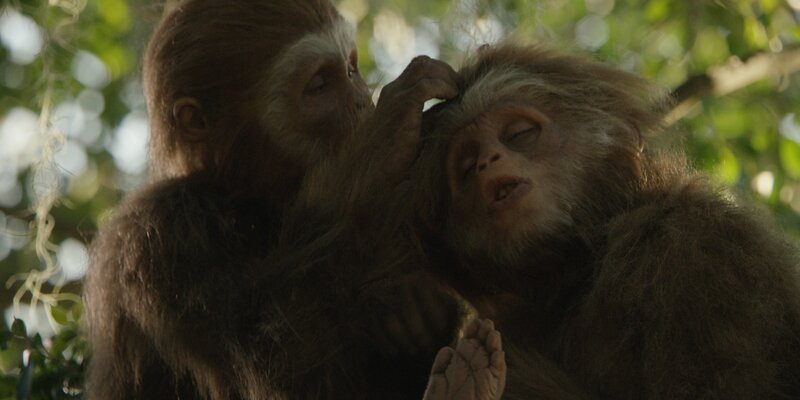 Gegenseitiges Lausen war bei Pierolapithecus ebenso wichtig wie bei modernen Menschenaffen. Es zeigte die Verbundenheit untereinander und intensivierte soziale Kontakte. – Bild: ZDF/​Nilaya Productions
