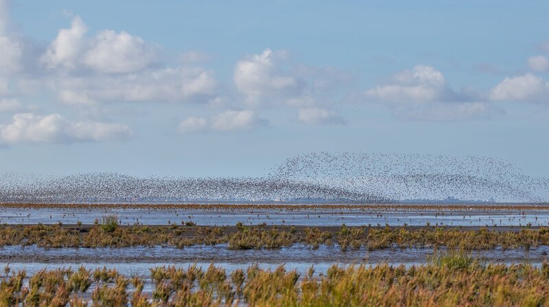 Ein Vogelschwarm zieht seine Kreise über dem Wattenmeer. Das große Nahrungsangebot lockt jedes Jahr Millionen Vögel an. – Bild: HR/​NDR/​Martina Andrés/​Doclights Naturfilm