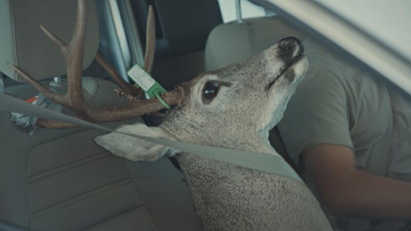 Bild: Stampede Productions Ltd /​ Jaylend Shields Lizenzbild frei