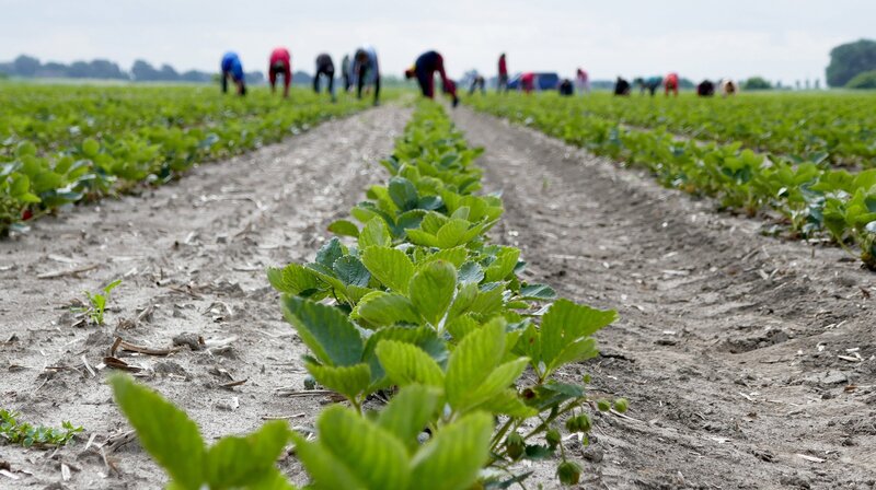 Der Erdbeerpionier – Bild: NDR/​JOKER PICTURES GmbH