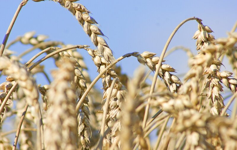 Seit Jahrtausenden ist das Getreide eines der wichtigsten Grundnahrungsmittel der Menschen. Angebaute Sorten sind Weizen (im Bild), Roggen, Hafer und Gerste. – Bild: BR/​Natasha-I. Heuse