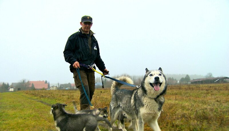 ARD/​NDR SPÜRNASE, FÄHRTENSAU & CO. (16), „Ein Kofferraum voller Kaviar“. Die Husky-Welpen aus Brandenburg sind mittlerweile 14 Wochen alt. Von den acht Hunden sind noch vier zusammen: Bente, Liska, Jari und Tapio. Das junge Husky-Quartett will der Hundeführer nun zu Schlittenhunden ausbilden. – Bild: NDR/​5ǀ14 FILM