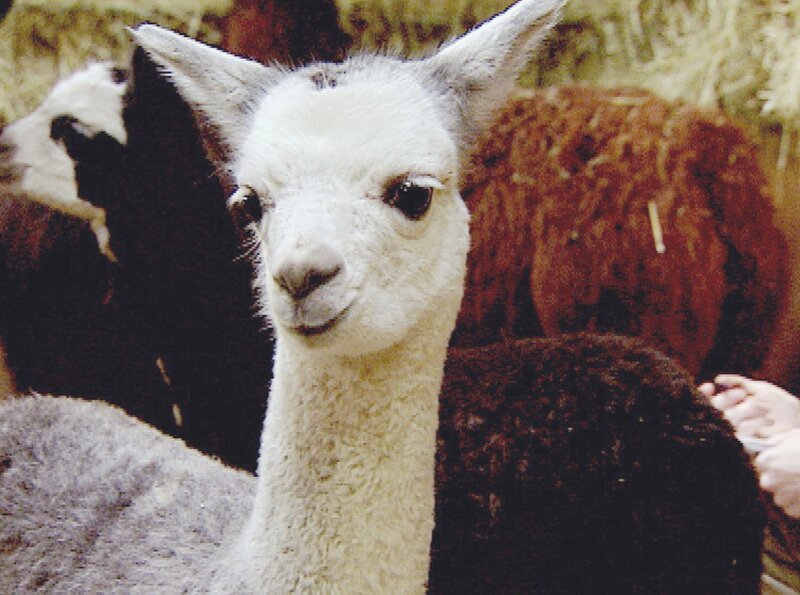 Wellness-Tag bei den Alpakas: Tierpflegerin Andrea weiß genau, was ihren Schützlingen gefällt – stundenlanges Duschen. Je kräftiger der Massagestrahl, desto lieber. – Bild: SWR