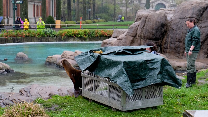 Sea lion moving back to exhibit. – Bild: Animal Planet /​ Discovery Communications, LLC