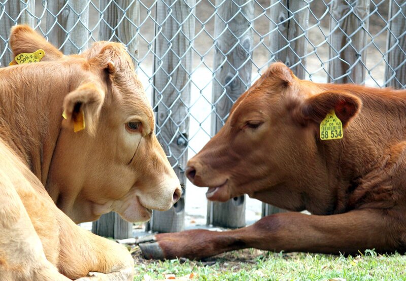 ARD STURM DER LIEBE FOLGE 1216, am Donnerstag um 15:10 Uhr im ERSTEN. Lena (Johanna Bönninghaus, r.) und Götz (Andreas Borcherding, l.) erkennen, dass Markus (Tobias Dürr, M.) nichts von ihrem Verrat weiß. – Bild: ARD/​Ann Paur