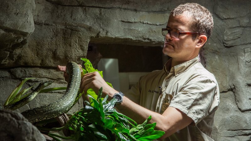 Schlangen hat der Leiter des Tropen-Aquariums Dr. Guido Westhoff schon in Australien an der Universität in Queensland erforscht. – Bild: NDR/​Doclights GmbH