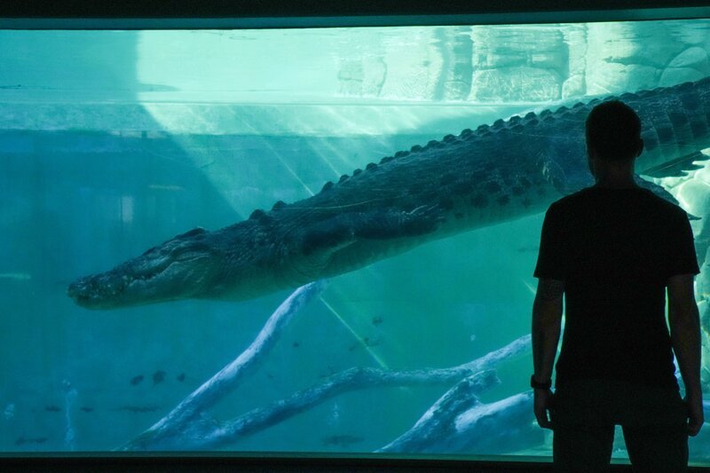 Dan vor einem Krokodil – Bild: Off the fence