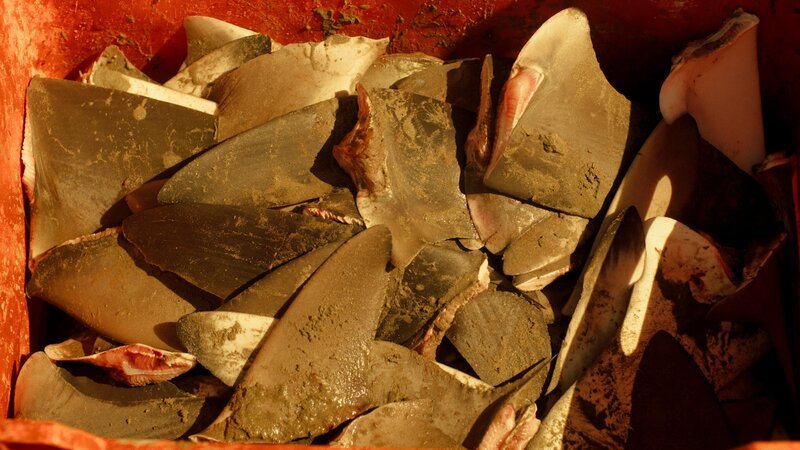 Bild: National Geographic