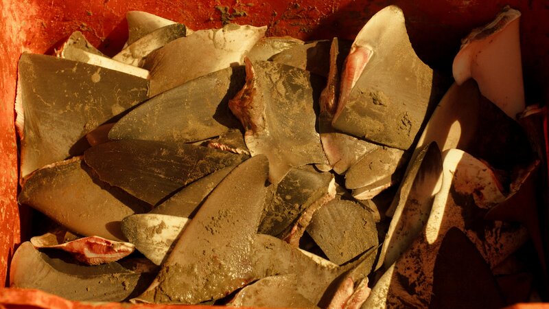 Bild: National Geographic