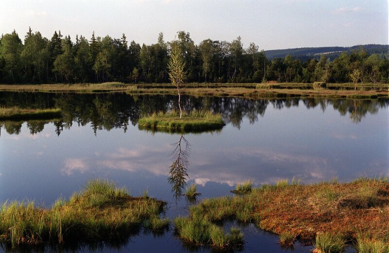 Einzigartige Moorlandschaft, Chalupa Slat (Tschechien). – Bild: ORF/​WEGA – Film/​Mario Hopfgartner