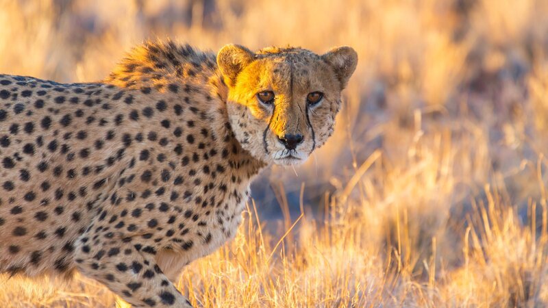 Cheetah in the Etosha National Park, Namibia’s greatest wildlife reserve – Bild: nmessana /​ Getty Images/​iStockphoto