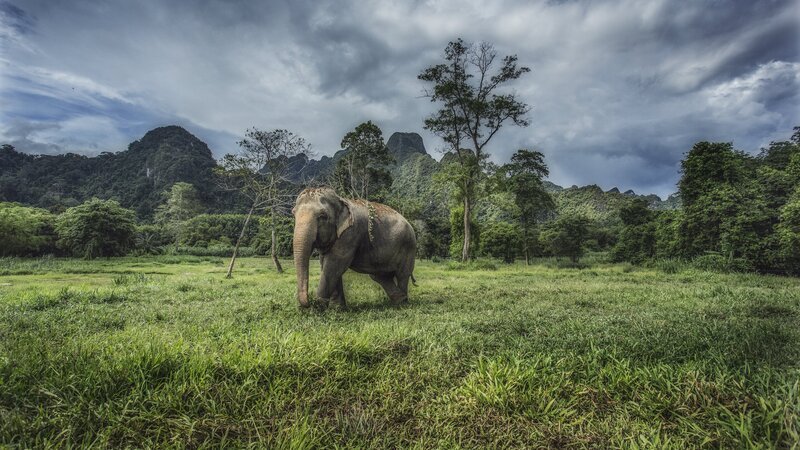 An elephant walks on the grass. – Bild: David Trood /​ Getty Images