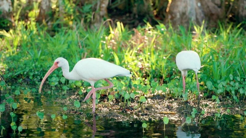 Bild: Hector David Rosales/Penelope Pictures LLC Bild: Hector David Rosales/Penelope Pictures LLC