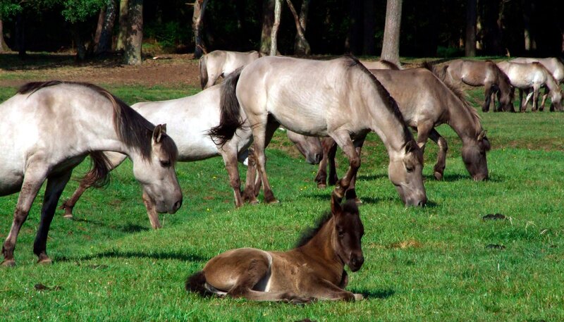 Die meiste Zeit des Tages verbringen die Dülmener Wildpferde, die nur in strengen Wintern zugefüttert werden, mit Grasen. Die Fohlen dagegen, die sich hauptsächlich von Milch ernähren, haben viel Zeit. – Bild: BR/​Light&Shadow GmbH/​WDR