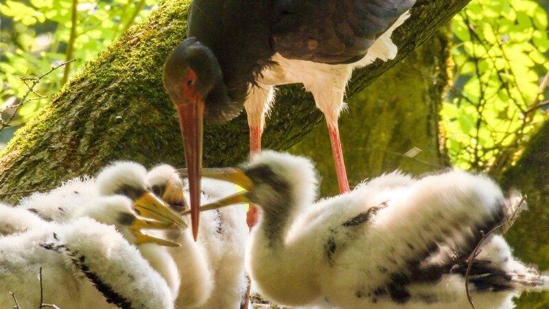 Schwarzstorch mit Küken. – Bild: 3sat