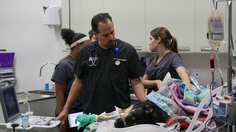 Dr. Lavigne looking on at Bella the dog looking very concerned. – Bild: Animal Planet /​ Discovery Communications