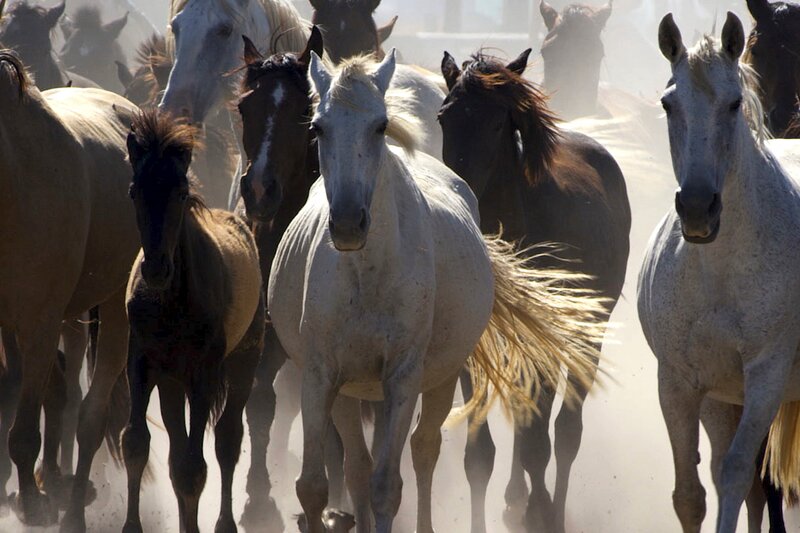 Alljährlich werden die halbwild lebenden Mesteño-Stuten und ihre Fohlen zusammengetrieben. – Bild: Terra Mater Studios GmbH