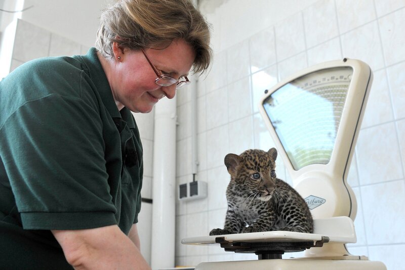 Der acht Wochen alte Leopardenjunge Timang (mit Tierpflegerin Angelika Berkling) bringt rund zwei Kilogramm auf die Waage und unternimmt bereits erste Ausflüge in die Schaubox des Raubtierhauses. – Bild: rbb/​Niels Leiser