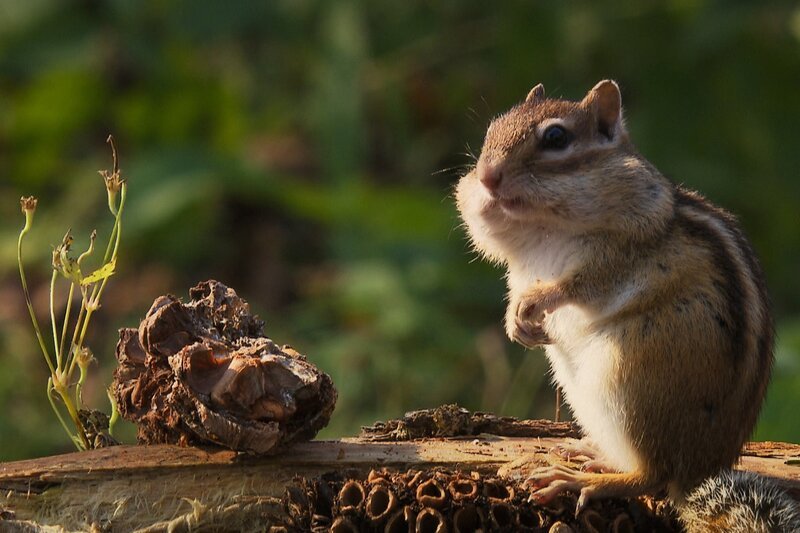 Die Jahreszeiten Der Herbst Gestreiftes Backenhörnchen sammelt für den Wintervorrat. – Bild: SRF/​Terra Mater Factual Studios