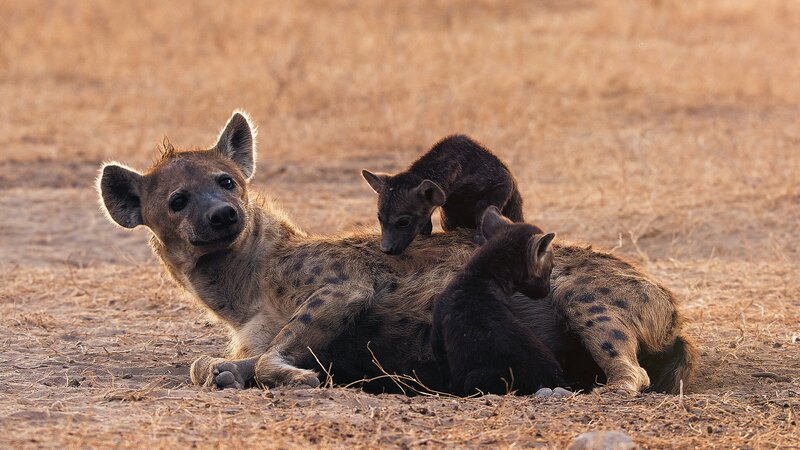 Bild: ZDF und BBC Studios