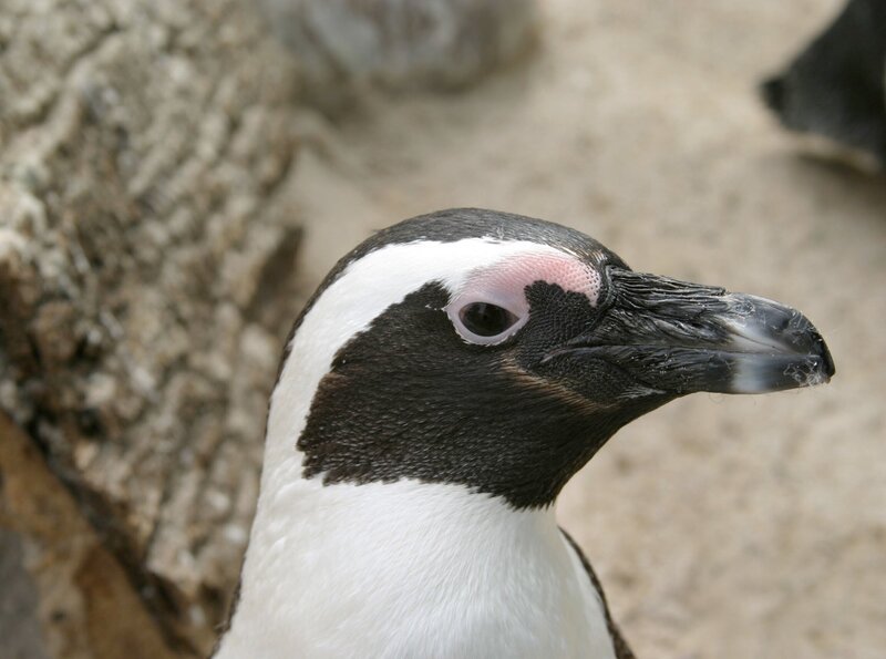 Ein Brillenpinguin. – Bild: SWR/​Markus Bitterwolf