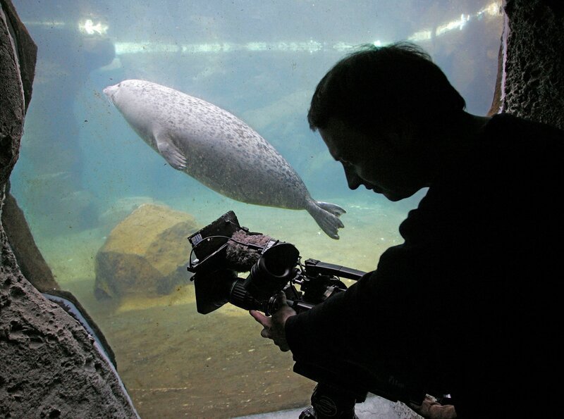 Der Radio-Bremen-Kameramann Stefan Paul nimmt im „Zoo am Meer“ in Bremerhaven einen tauchenden Seelöwen aus der Unterwasserperspektive der Anlage auf. – Bild: Radio Bremen/​Ingo Wagner