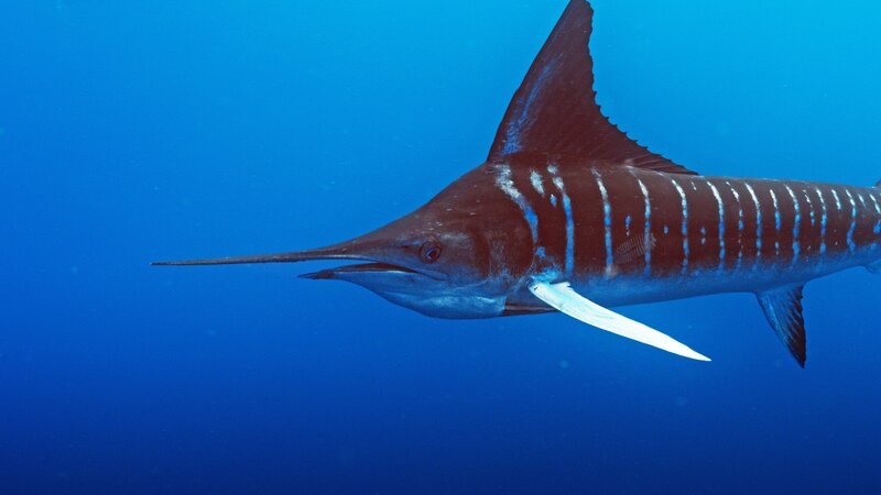 Bild: ZDF und BBC Studios