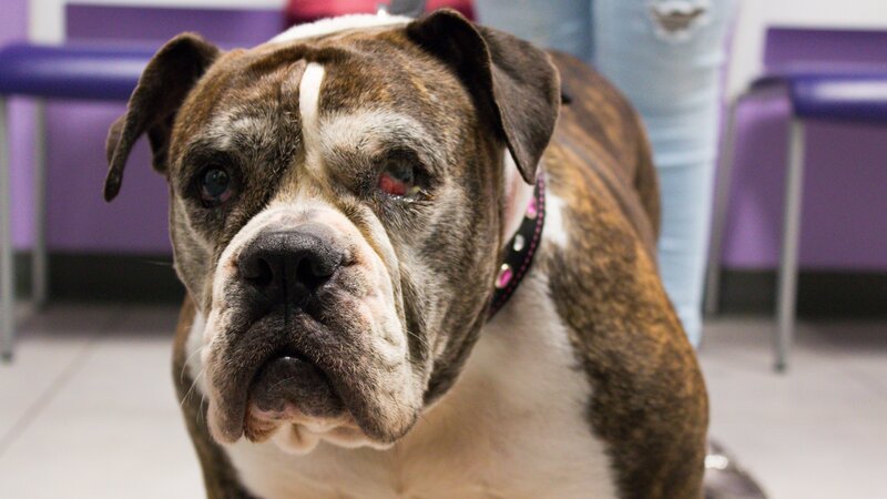 Bild: Animal Planet /​ Discovery Communications