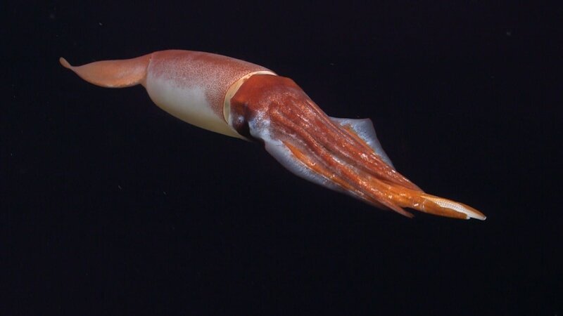 Ein echter Tiefsee-Mythos: Der Riesenkalmar. – Bild: n-tv