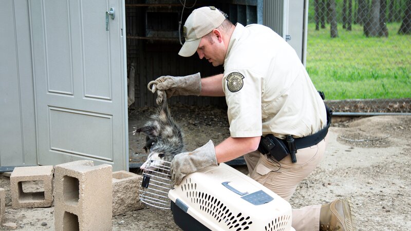 Shot of Fish and Game Officer Daylan Damron on his way to relocate a opossum. – Bild: Animal Planet /​ Discovery Communications, LLC