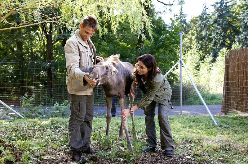 Die Gelenke des kleinen Elches sind geschwollen. Tierärztin Dr. Mertens (Elisabeth Lanz, r.) und Tierpfleger Conny (Thorsten Wolf, l.) rätseln über die Ursache. Susanne vermutet eine Stoffwechselstörung, da das Tier nicht richtig frisst. – Bild: ARD/​Rudolf Karl Wernicke