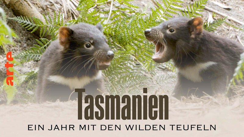 Tasmanien - Ein Jahr mit den wilden Teufeln – Bild: Arte