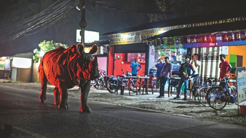 Dieses Panzernashorn marschiert ungerührt durch die Einkaufsmeile von Sauraha in Nepal. Trotz Blitzlichtern und Lärm sucht es seinen Weg zu einem angestammten Weideplatz. – Bild: Fredi Devas /​ ZDF