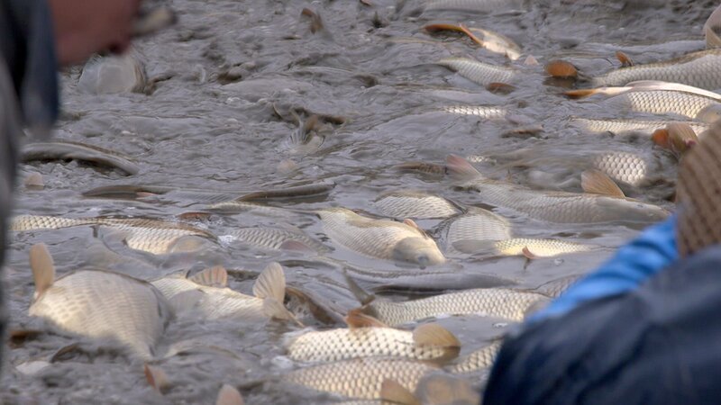 Fische. – Bild: ORF/​Philip Aschauer