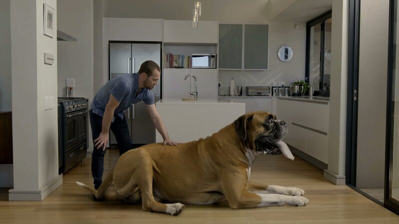 Riesenhunde sind biologisch möglich – doch damit tauchen unerwartete Probleme auf. – Bild: ZDF