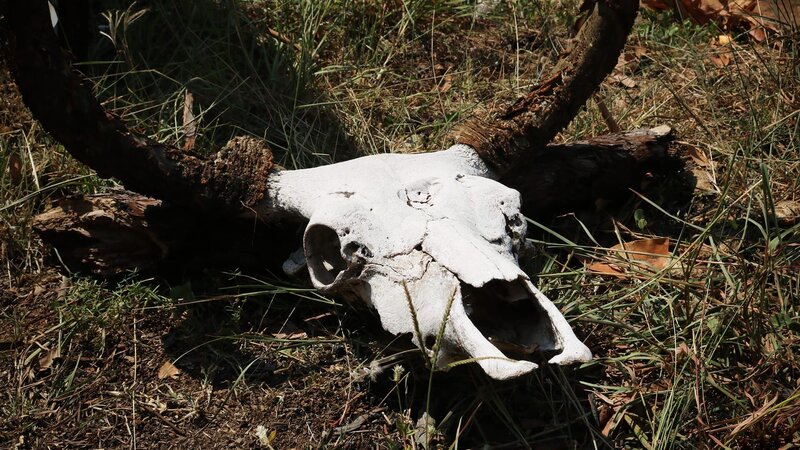 Wildtier Kopfskelett. – Bild: Warner Bros. Discovery