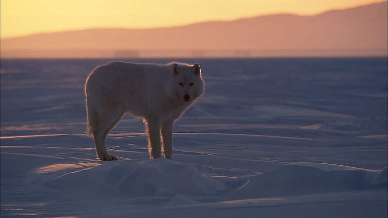 Polarwölfe leben ausschließlich in der Arktis – sie unterscheiden sich von anderen Wölfen durch die helle Farbe und das besonders weiche, dichte Fell. – Bild: ORF/​NDR Naturfilm/​Ralf Gemmecke