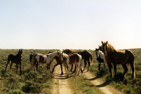 Der Ausblick von der Terrasse des Gasthofs Tscheppe lädt zum Verweilen und entspannen ein. – Bild: port.hu