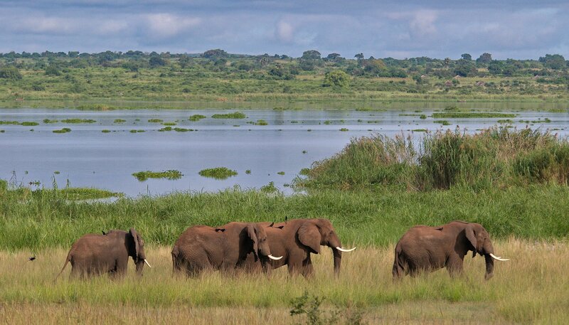 Eine Elefantenherde am Ufer des Weißen Nils, Murchison-Falls-Nationalpark. – Bild: NDR/​Terra Mater/​Harald Pokieser