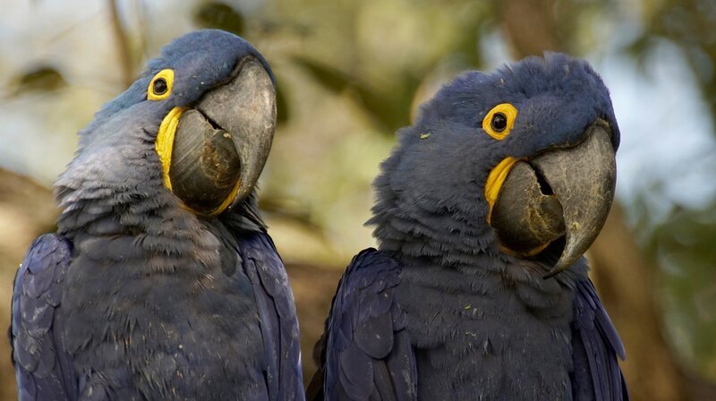 Die Hyazintharas sind die größten Aras der Welt. – Bild: NDR/​Doclights GmbH/​coraxfilm