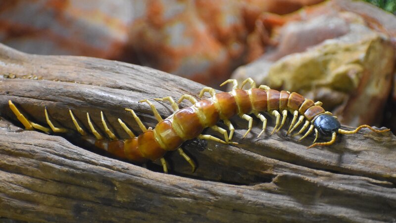 Black-Headed Centipede – Bild: Not Released (NR)/​Laura Ekleberry