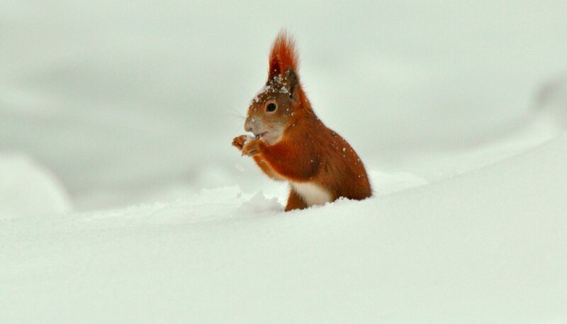 Vor allem im Winter sind Eichhörnchen auf ihre Vorräte angewiesen, die sie im Herbst überall in unseren Gärten versteckt haben. – Bild: phoenix/​NDR/​nautilusfilm