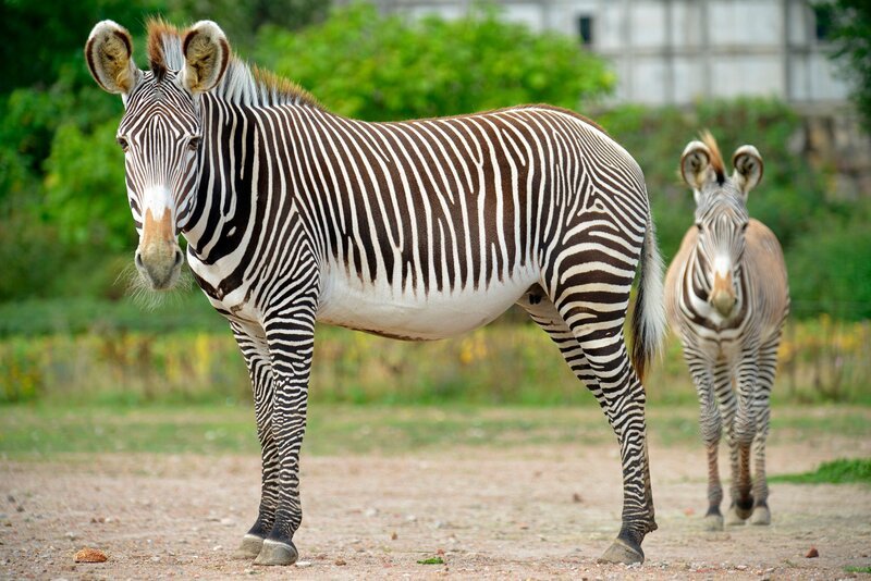 Ein Grevy-Zebra mit Jungtier im Tierpark Berlin. – Bild: rbb/​Thomas Ernst