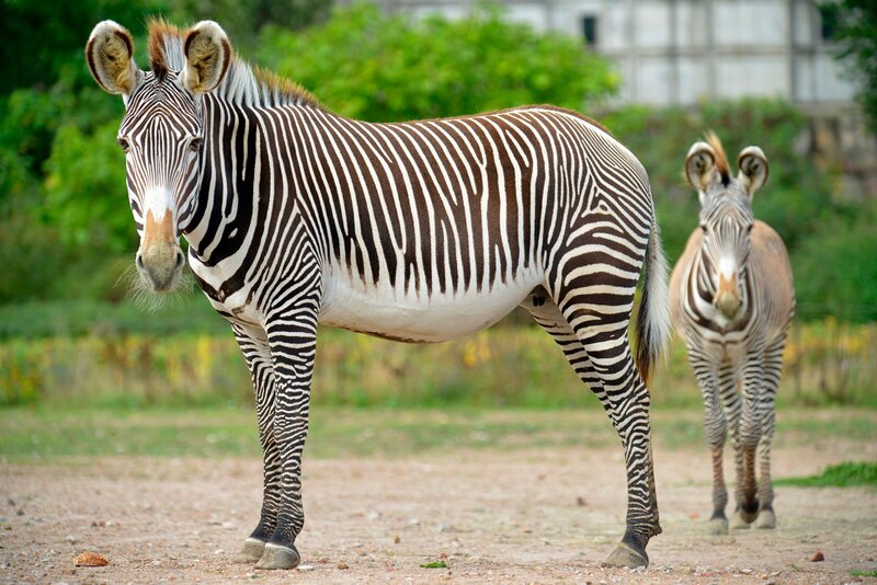Ein Grevy-Zebra mit Jungtier im Tierpark Berlin. – Bild: rbb/​Thomas Ernst