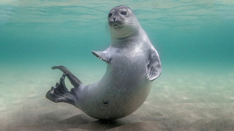 Unter Wasser verschließen sich die Nasenlöcher von Seehunden – das erleichtert ihnen das Tauchen. – Bild: SWR/​NDR/​Martina Andrés/​Doclights Naturfilm