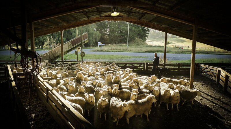 Die Schaffarm von Neil Gardyne ist 466 Hektar groß. Neben den Hütehunden hilft ihm eine Kameradrohne, die Schafherde aus der Luft zu umkreisen und zu lenken – eine wertvolle Zeit- und Geldersparnis. – Bild: BBC/​BR/​NDR/​Nick Easton