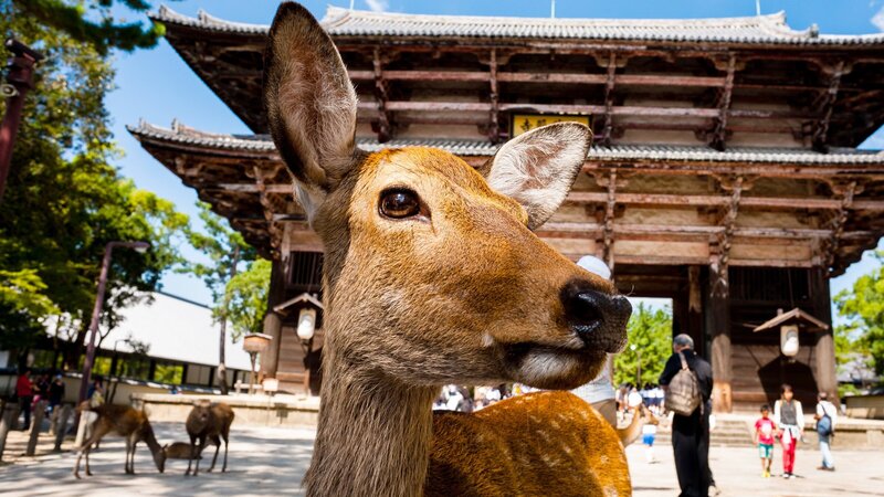 Sikahirsch. – Bild: ZDF und ORF/​BBC/​Gavin Maxwell