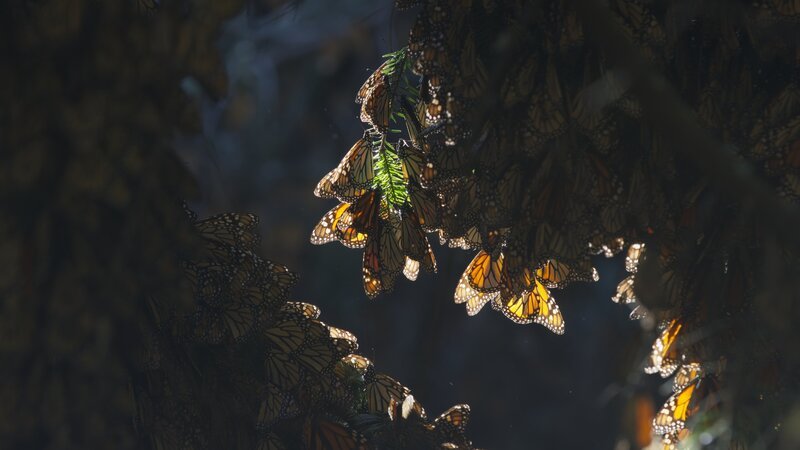 Millionen Monarchfalter überwintern in Tannenwäldern Mexikos. – Bild: BBC STUDIOS /​ ZDF und BBC STUDIOS